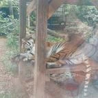 Sóstó Zoo - Nyíregyházi Állatpark Nyíregyháza - Külső kép