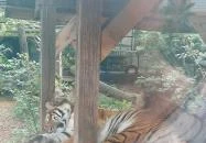 Sóstó Zoo - Nyíregyházi Állatpark Nyíregyháza Sóstó Zoo - Nyíregyházi Állatpark Nyíregyháza