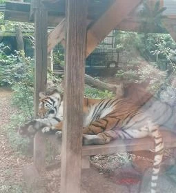 Sóstó Zoo - Nyíregyházi Állatpark