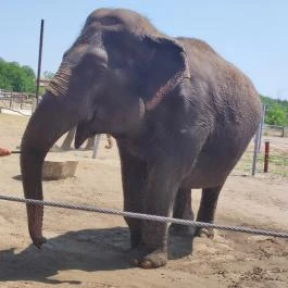 Richter Safari Park Nagykőrös - Egyéb