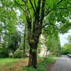 Soproni Botanikus Kert Sopron - Egyéb