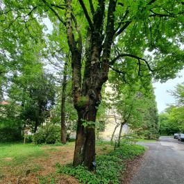 Soproni Botanikus Kert , Sopron - Egyéb