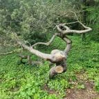 Soproni Botanikus Kert Sopron - Egyéb