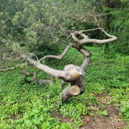 Soproni Botanikus Kert , Sopron - Egyéb