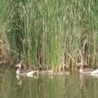 Fűzfa Hotel és Pihenőpark Poroszló - Környék