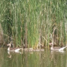 F?zfa Hotel és Pihen?park, Poroszló - Környék