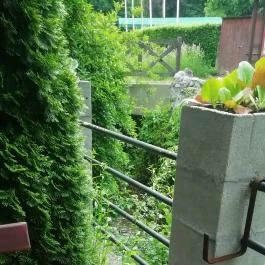 Fridolin Vendéglő, Miskolc - Egyéb