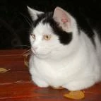 Vadszőlő Vendégház Cák - Külső kép