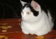 Vadszőlő Vendégház Cák