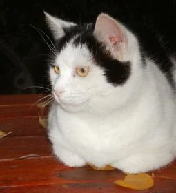 Vadszőlő Vendégház