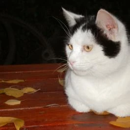 Vadszőlő Vendégház Cák - Külső kép