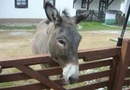 Kocsi Csárda Zamárdi