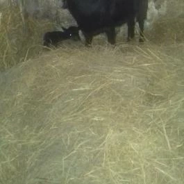 Venus Hotel Zalakaros - Környék