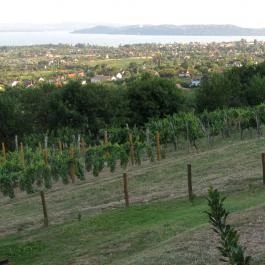 Szent Donát Pince & Borház Csopak - Egyéb