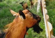 Kékkúti Kecskefarm Kékkút