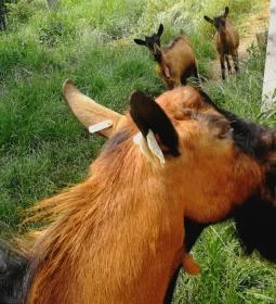 Kékkúti Kecskefarm