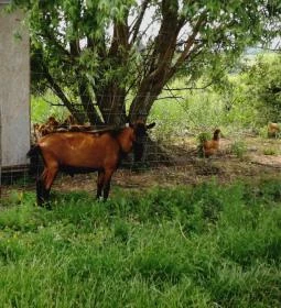 Kékkúti Kecskefarm