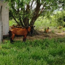 Kékkúti Kecskefarm Kékkút - Külső kép