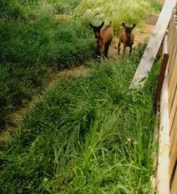 Kékkúti Kecskefarm