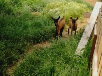 Kékkúti Kecskefarm Kékkút