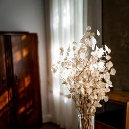 Tiszavirág Szeged Szeged - Egyéb