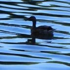 Tó Wellness Hotel Bánk - Környék