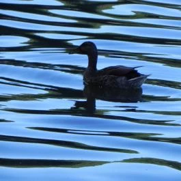 Tó Wellness Hotel Bánk - Környék