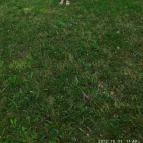 Kányavári-sziget Balatonmagyaród - Egyéb