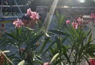 Balatonlellei Vidámpark Balatonlelle