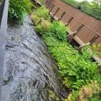 Rózy Tapolca - Egyéb