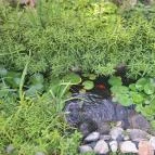 Szentesi Panzió Fertőrákos - Egyéb