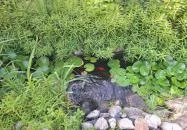 Szentesi Panzió Fertőrákos