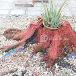 100 Éves Fogadó Szatymaz - Egyéb