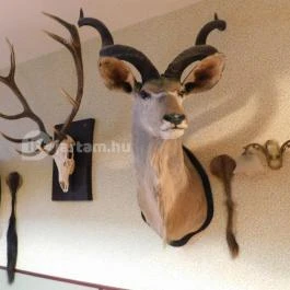 100 Éves Fogadó Szatymaz - Egyéb