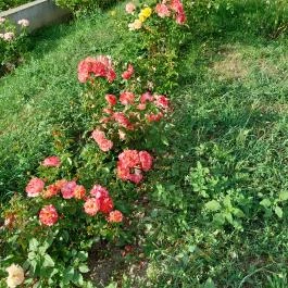 1956-os emlékmű, Bér - Egyéb