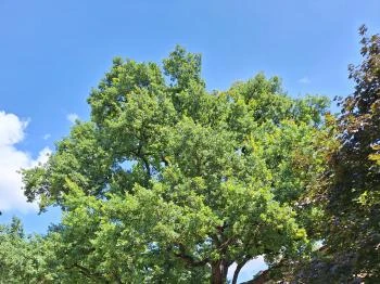 200 éves öreg tölgy Perkáta