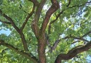 200 éves öreg tölgy Perkáta