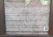 200 éves öreg tölgy Perkáta