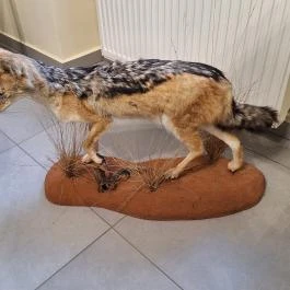 24 fenyő múzeum, Réde - Egyéb