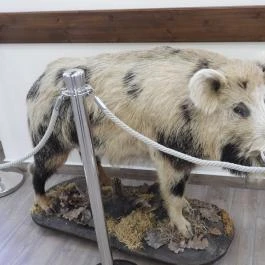 24 fenyő múzeum, Réde - Egyéb