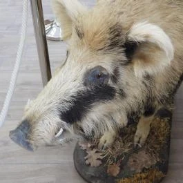 24 fenyő múzeum, Réde - Egyéb