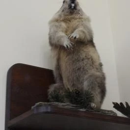 24 fenyő múzeum, Réde - Egyéb