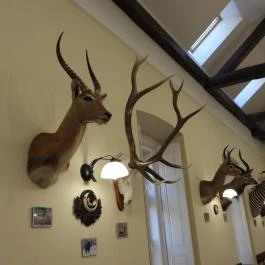 24 fenyő múzeum, Réde - Egyéb