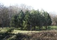 24 fenyő múzeum Réde