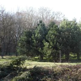 24 fenyő múzeum, Réde - Külső kép