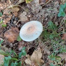 2d Szállás Óbánya - Egyéb