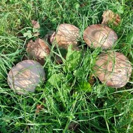 2d Szállás Óbánya - Egyéb