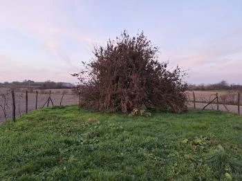 400 éves som Császló