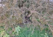 400 éves som Császló