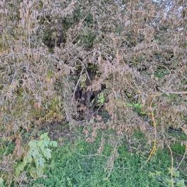 400 éves som, Császló - Egyéb